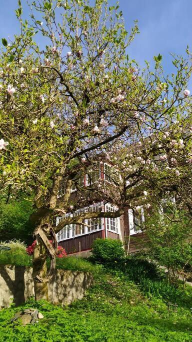 Haus Am Wald Zorge 16+ Gaeste Walkenried Dış mekan fotoğraf