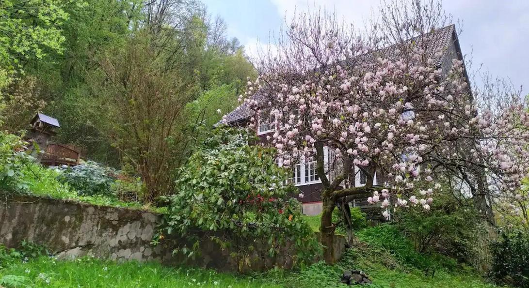Haus Am Wald Zorge 16+ Gaeste Walkenried Dış mekan fotoğraf