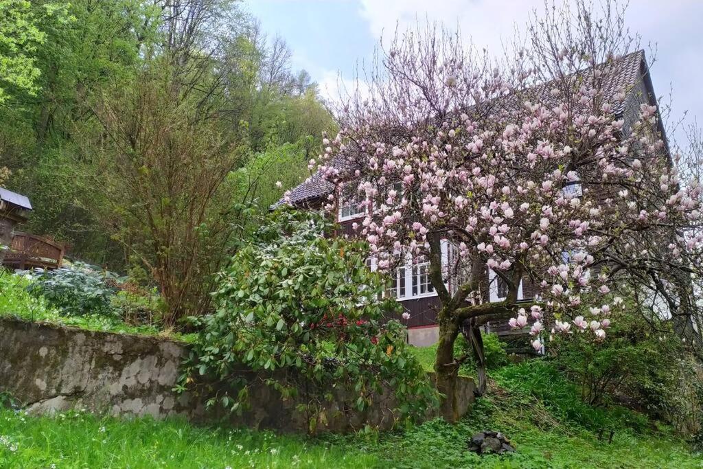 Haus Am Wald Zorge 16+ Gaeste Walkenried Dış mekan fotoğraf