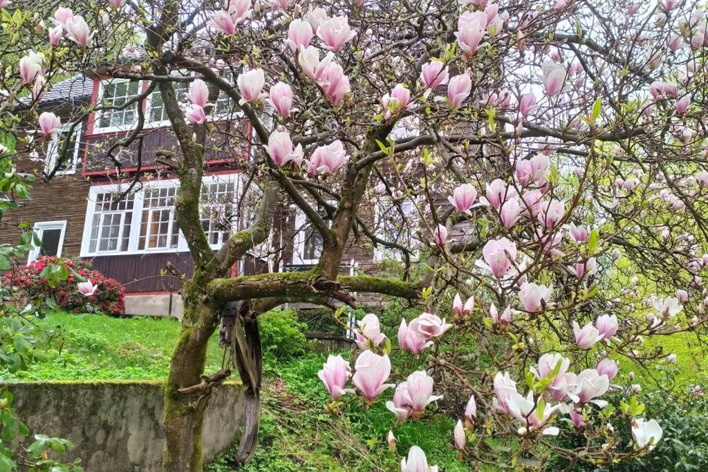 Haus Am Wald Zorge 16+ Gaeste Walkenried Dış mekan fotoğraf